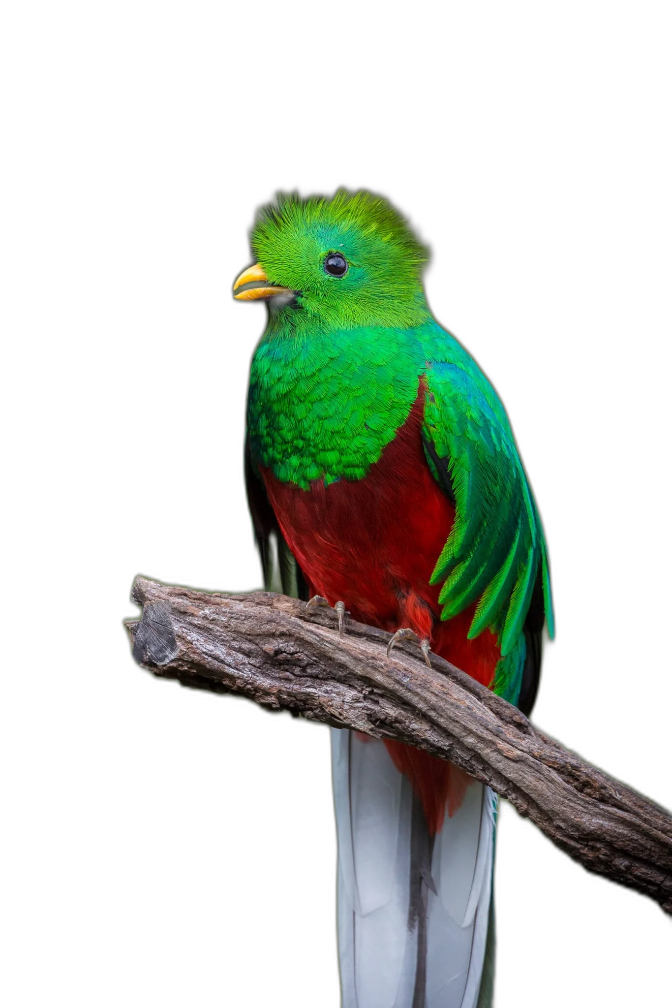 Quetzal — biodiversidad de Costa Rica